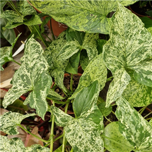 Syngonium Mottled